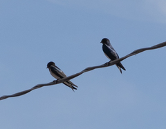 Progne chalybea