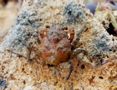 Schizophrys rufescens