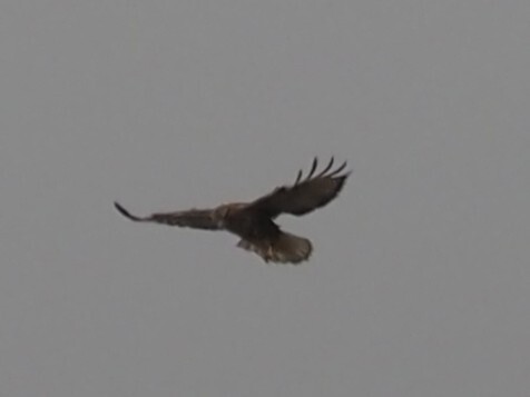 Himalayan Buzzard (Buteo refectus), photo 2