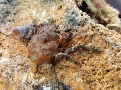 Schizophrys rufescens