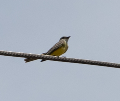 Tyrannus melancholicus