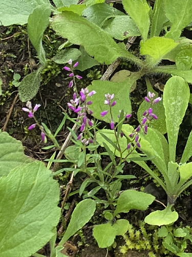 Polygala paniculata iNat (1)
