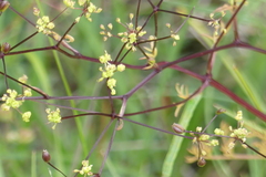 Trinia glauca
