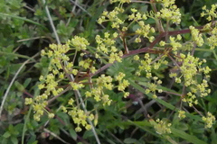 Trinia glauca