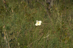 Oenothera nuttallii