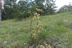 Trinia glauca