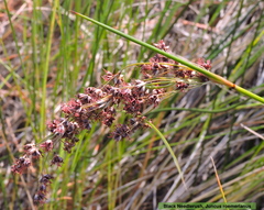 Juncus roemerianus