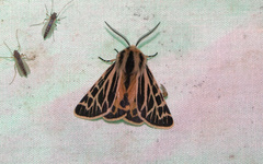 Apantesis obliterata