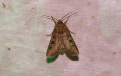 Euxoa campestris