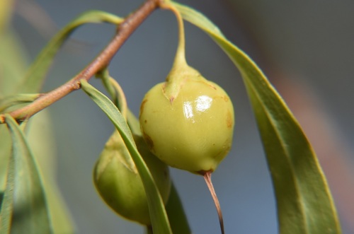 Bignonia emu-bush