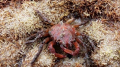 Schizophrys rufescens