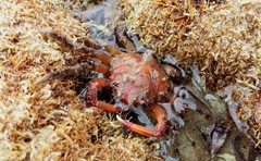 Schizophrys rufescens