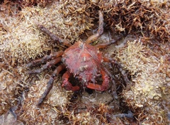 Schizophrys rufescens
