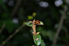 Harmonia axyridis