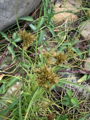 Cyperus polystachyos polystachyos