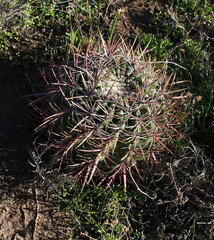 Ferocactus viridescens