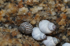 Echinolittorina