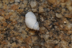 Littorinoidea