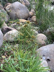 Cyperus polystachyos polystachyos