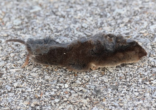 Northern Short-tailed Shrew