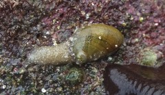 Stomatella impertusa