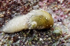 Stomatella impertusa