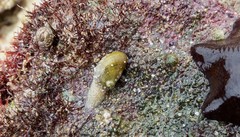 Stomatella impertusa