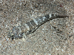 Panamic Frillfin photo 5
