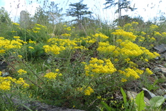 Odontarrhena muralis