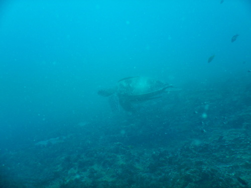 Chelonia mydas