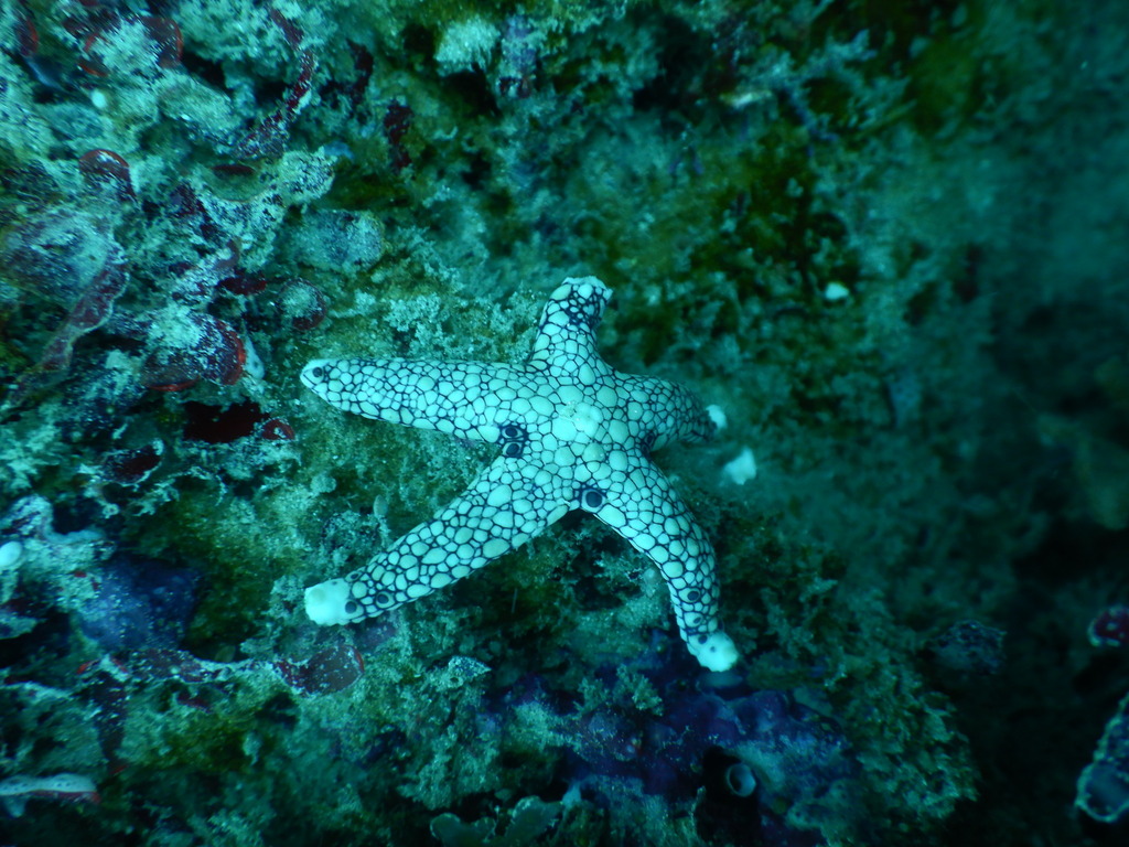 Neoferdina offreti