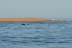 Cephalorhynchus heavisidii