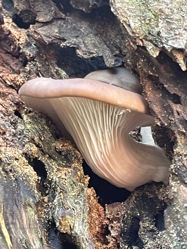Pleurotus ostreatus · October 2025 · photo: © bios_biota (iNaturalist, cc0)