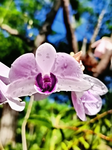 Dendrobium williamsianum