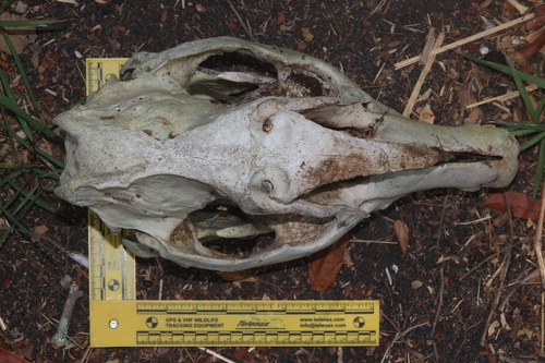 Tapir centroamericano (Tapirus bairdii)