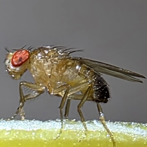 Unknown species found near Barboursville, Albemarle County, VA, USA