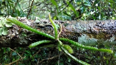 Rhipsalis