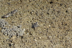 Cicindela carthagena