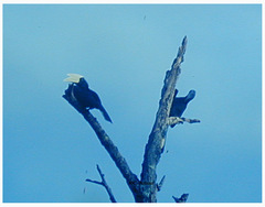 Anthracoceros malayanus