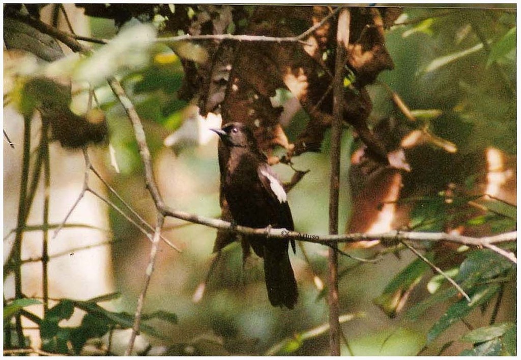 Black-and-white Bulbul