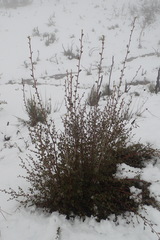 Cercocarpus betuloides betuloides