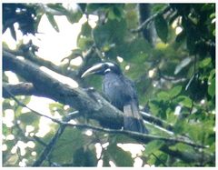 Anorrhinus galeritus