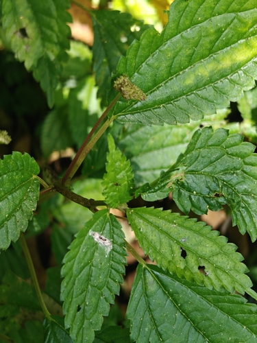 Lecanthus peduncularis, photograph 4