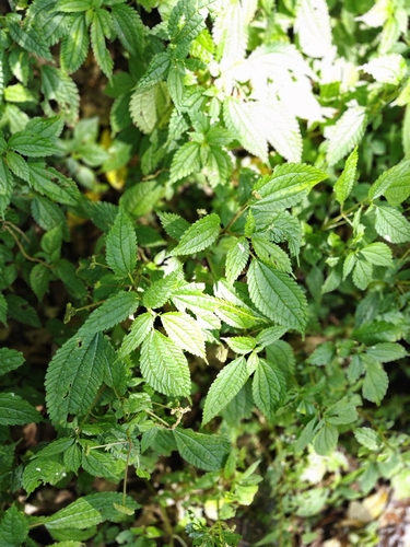 Lecanthus peduncularis, photograph 5