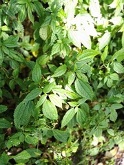 Lecanthus peduncularis, photograph (c) Anastasia Titovets, some rights reserved (CC BY)