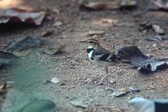 Dendronanthus indicus