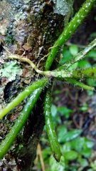 Rhipsalis
