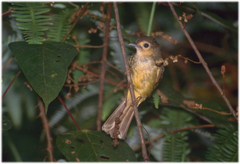 Tricholestes criniger