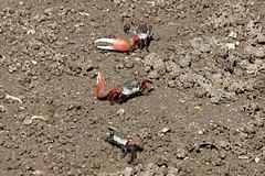 Leptuca uruguayensis