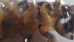 Glossosoma nigrior